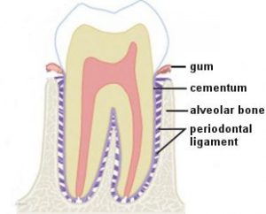 changes hormones to improve oral health